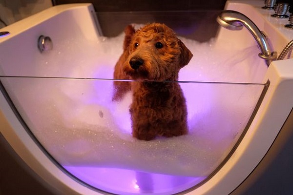 cane alla spa