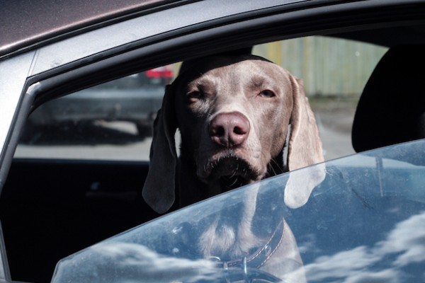 cane guarda