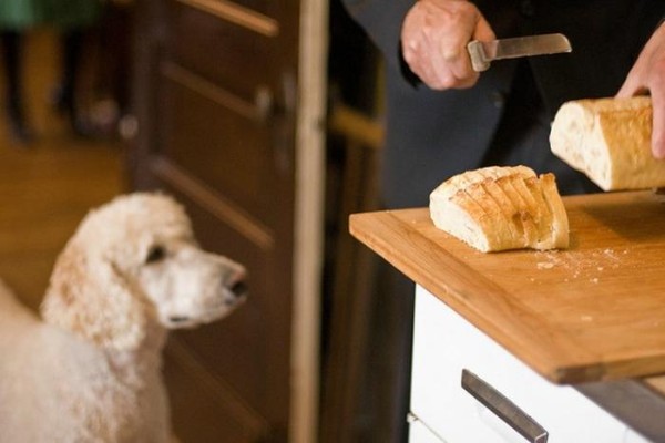 cane guarda il pane tagliato