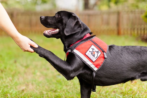 cane-guida-seguire