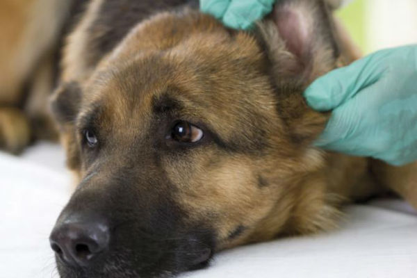 cane spaventato dal vet