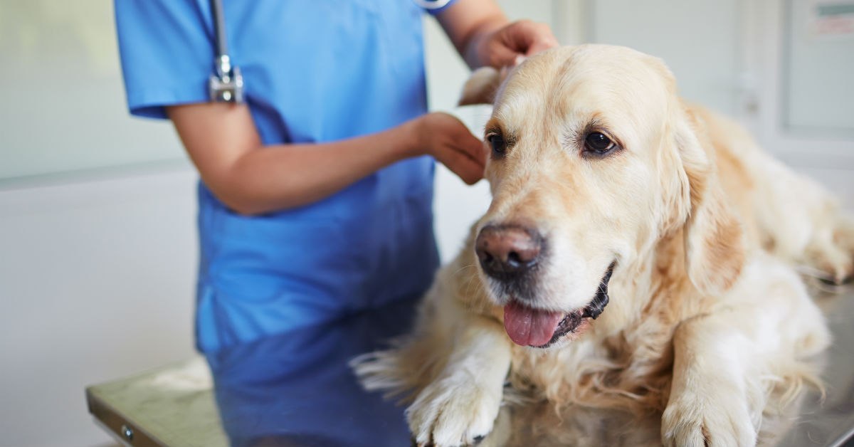 Il cane ha paura del veterinario? Ecco come aiutarlo