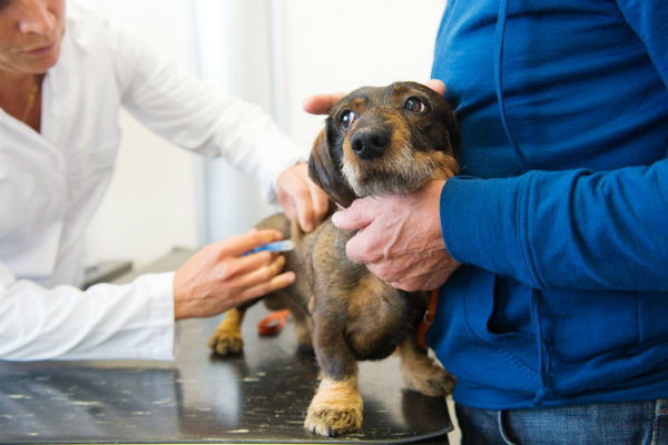 cane dal veterinario