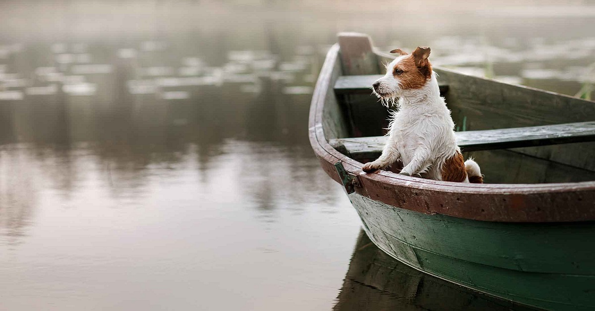 Cane in barca: tutte le regole per una gita sicura con Fido