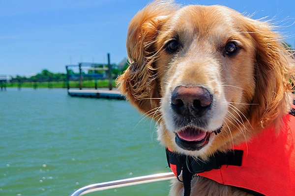 cane sulla barca