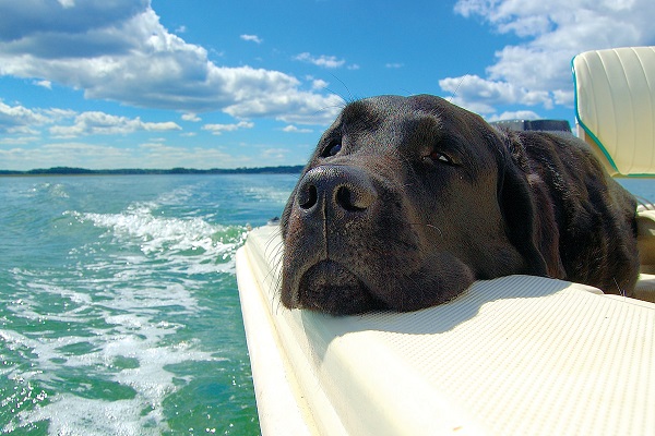 cane con mal di mare