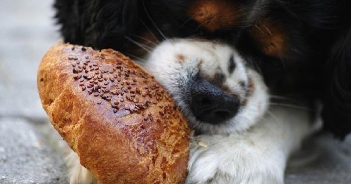 I cani possono mangiare il pane integrale?