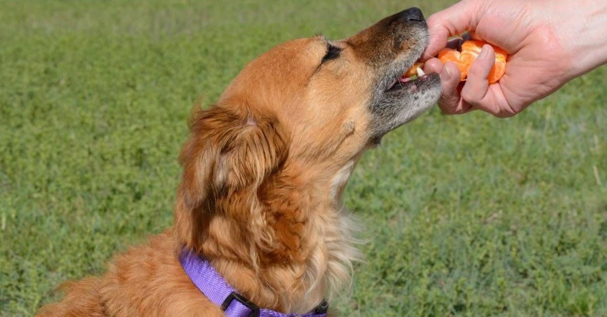 I cani possono bere succo d’arancia?