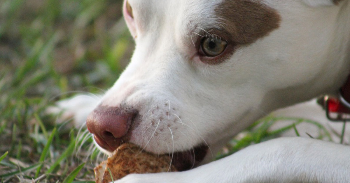 I cani possono mangiare le vongole?