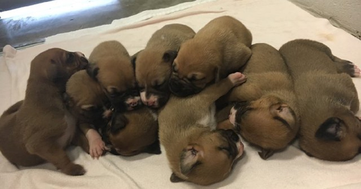 Cane nasconde i suoi 9 cuccioli per proteggerli dal proprietario
