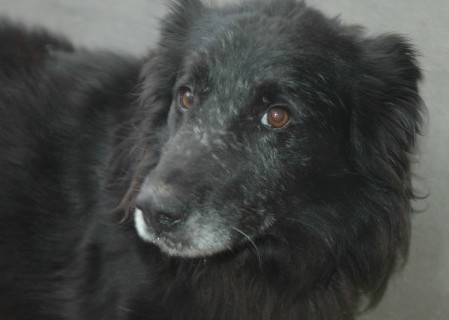 cane-nerone