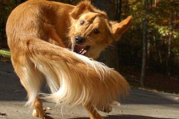 cane si rincorre la coda