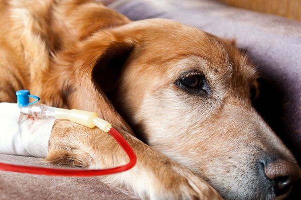 cane durante trasfusione