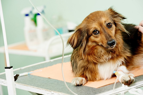 magnesio alto nel sangue del cane 