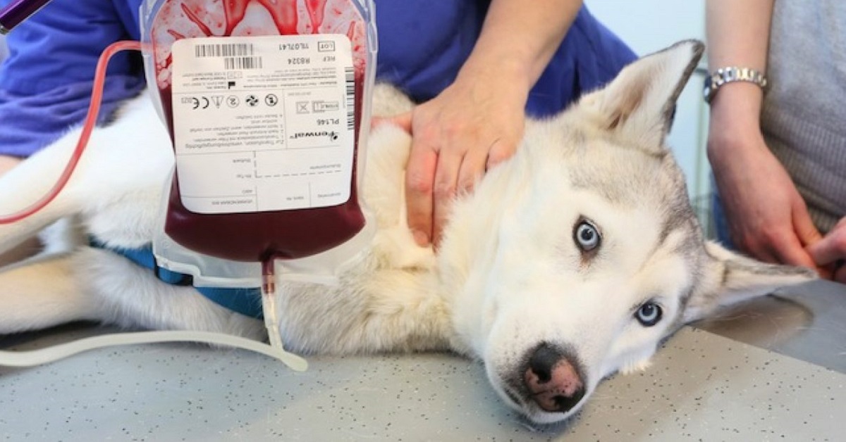 Il cane può donare il sangue? Sì: ecco cosa c’è da sapere