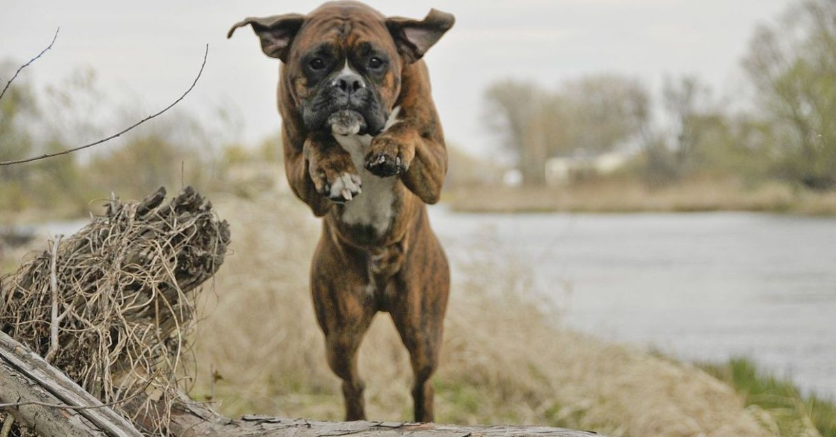 Come insegnare al cane a saltare le persone (e te)