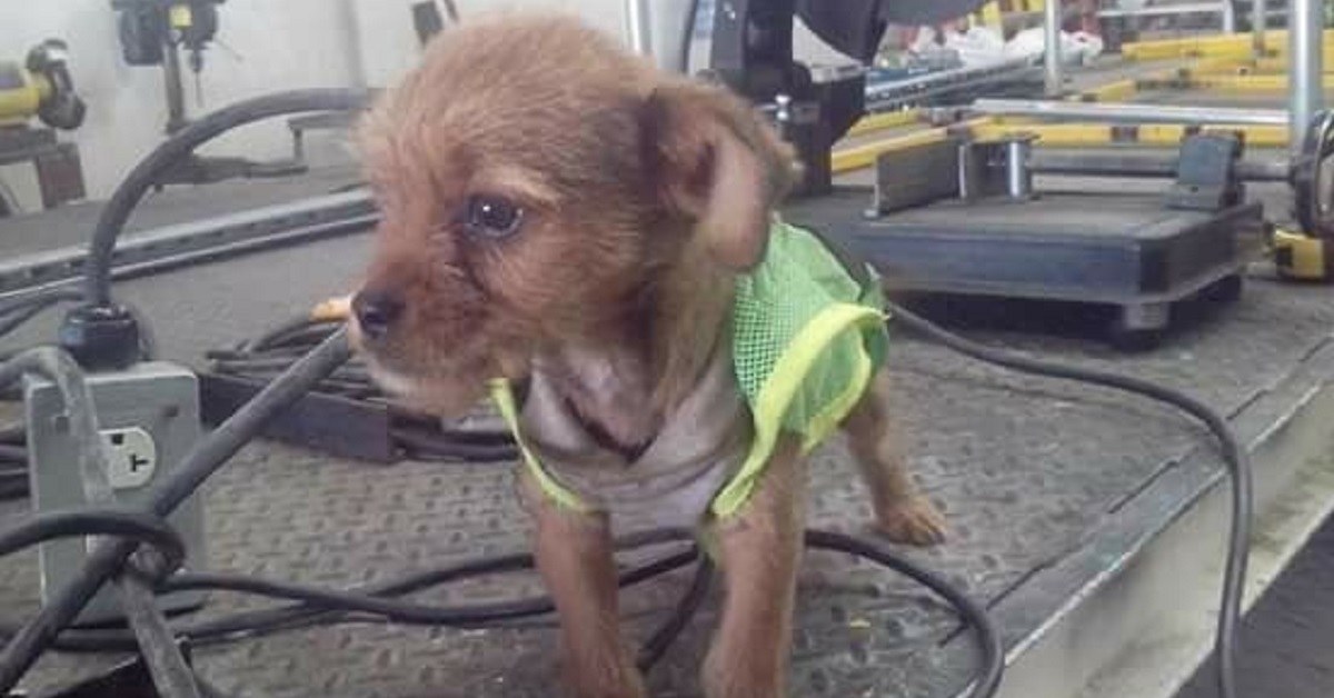 Cane salvato dopo essere stato gettato da un camion in movimento