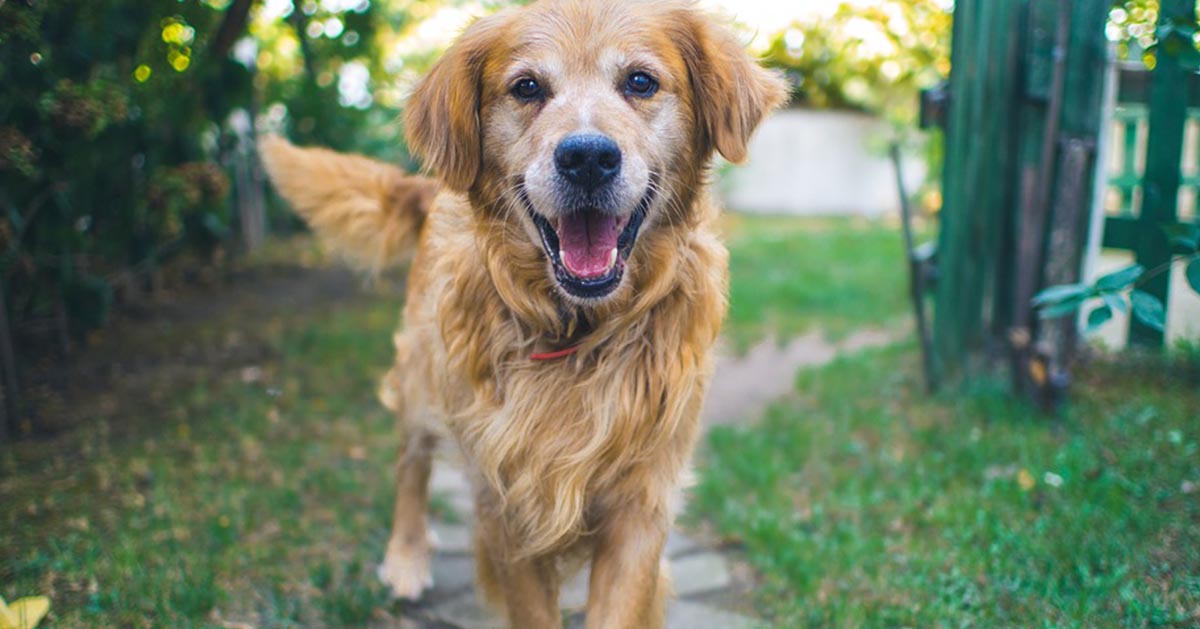 Perché il cane porta pietre in casa?