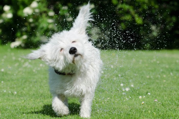 cane agita il pelo