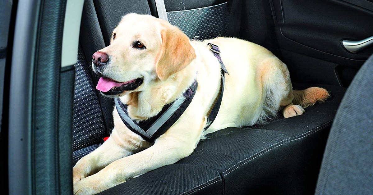 Cani in macchina: come tenerli sempre al sicuro