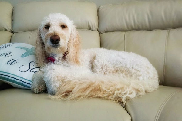 cane sul divano