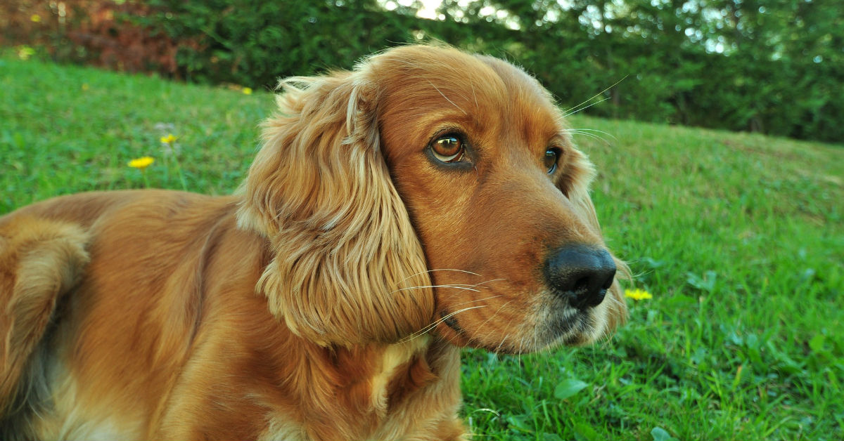 Il cane si addormenta in piedi, come mai? È normale?