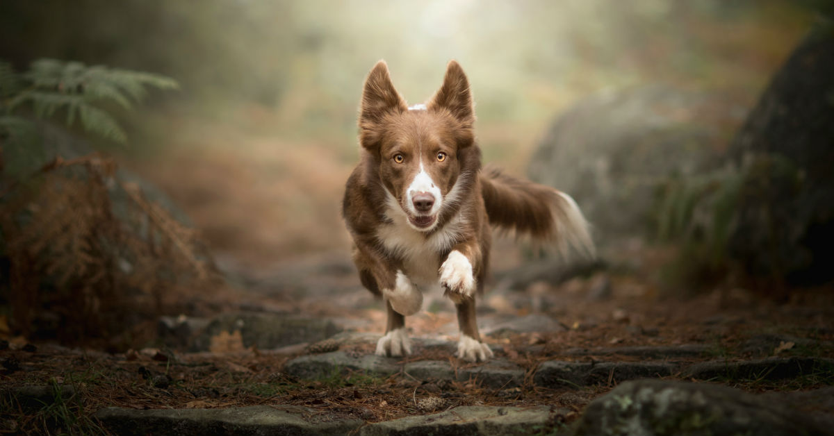 Il cane si arrabbia se corri? Ci sono dei motivi, ecco quali