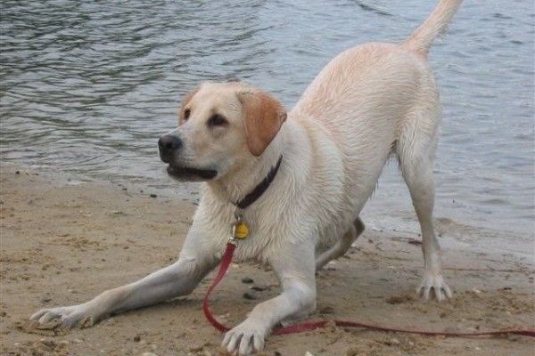 cane al mare