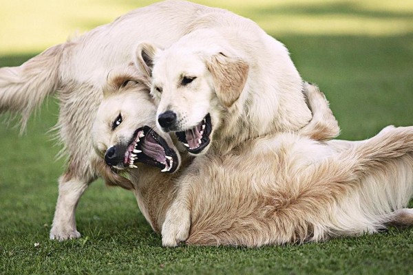 cani combattono