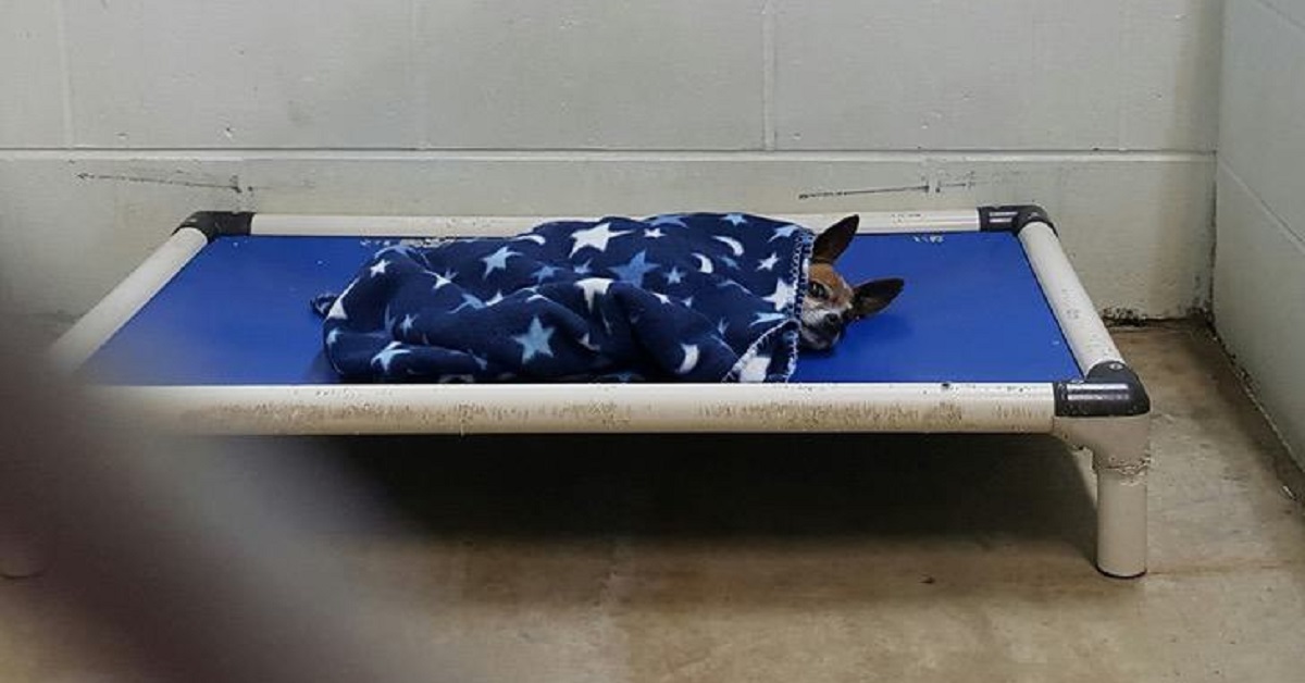 Cane solo e triste nel rifugio si copre ogni notte con una coperta