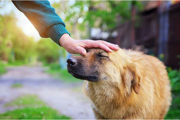 cane e padrone