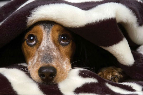 cane sotto le coperte