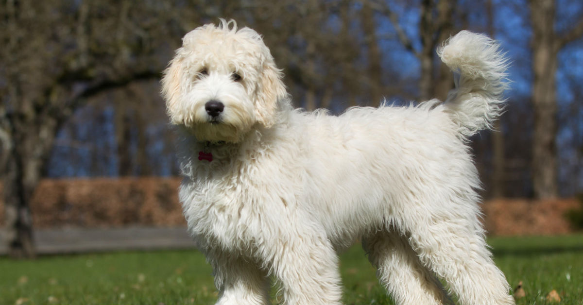 Cane timoroso: i consigli utili per aiutarlo