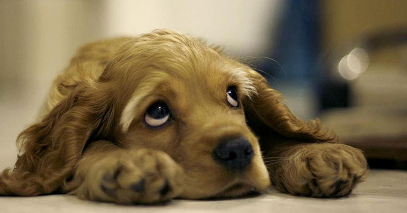 Il cane prova senso di colpa oppure no?