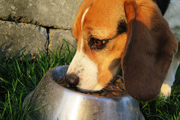 come far mangiare vongole al cane