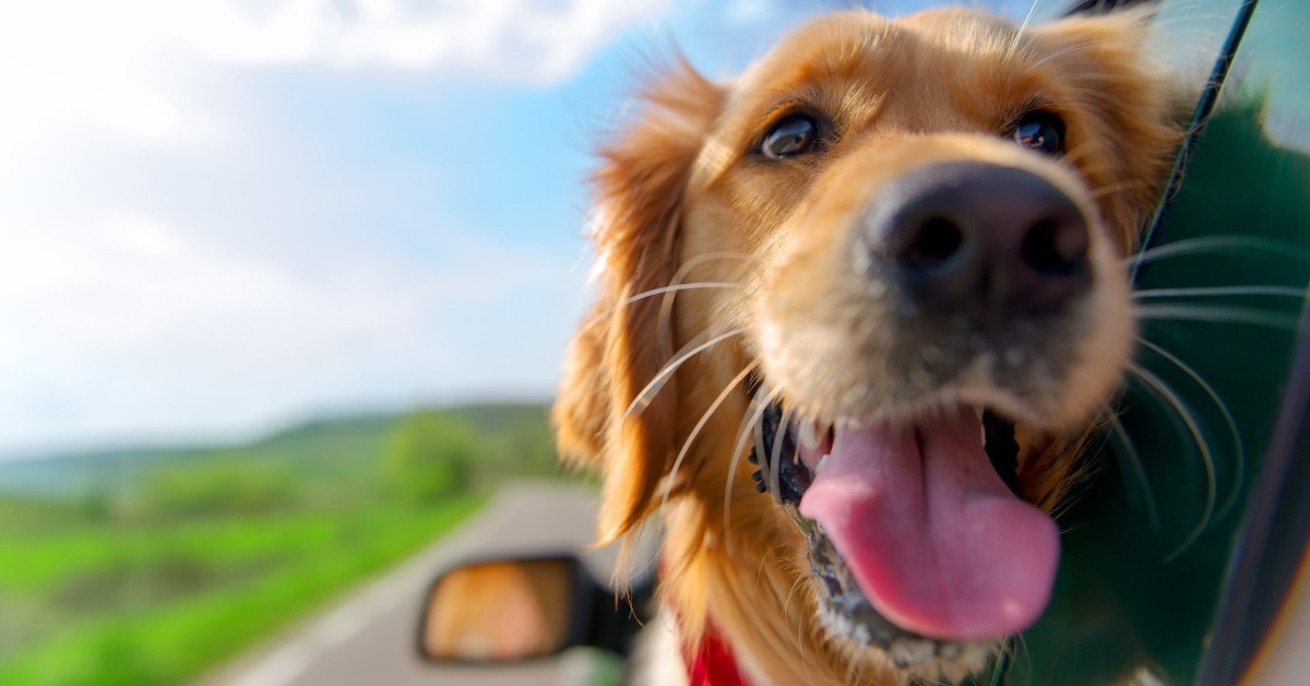 Portare il cane in vacanza: le cose utili da sapere