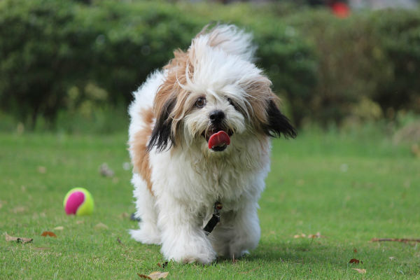 cane bianco e peloso