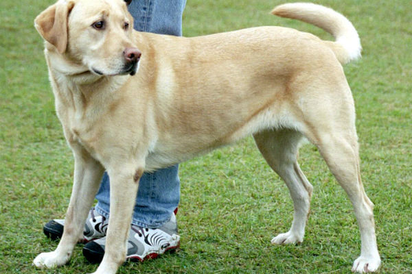 cane di grossa taglia