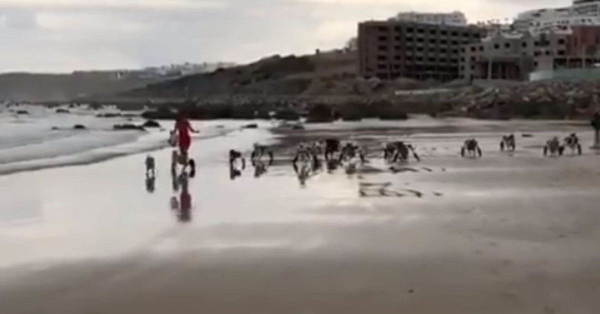 Cani con disabilità tornano a correre felici sulla spiaggia