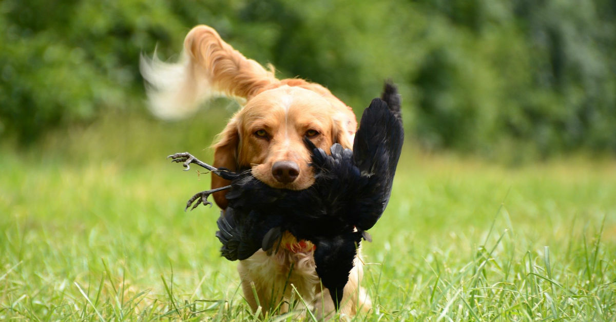 Cani da caccia: le 12 razze che devi assolutamente conoscere