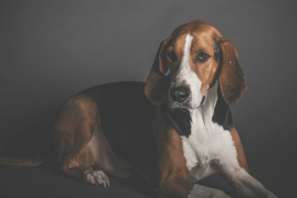 cane di grossa taglia