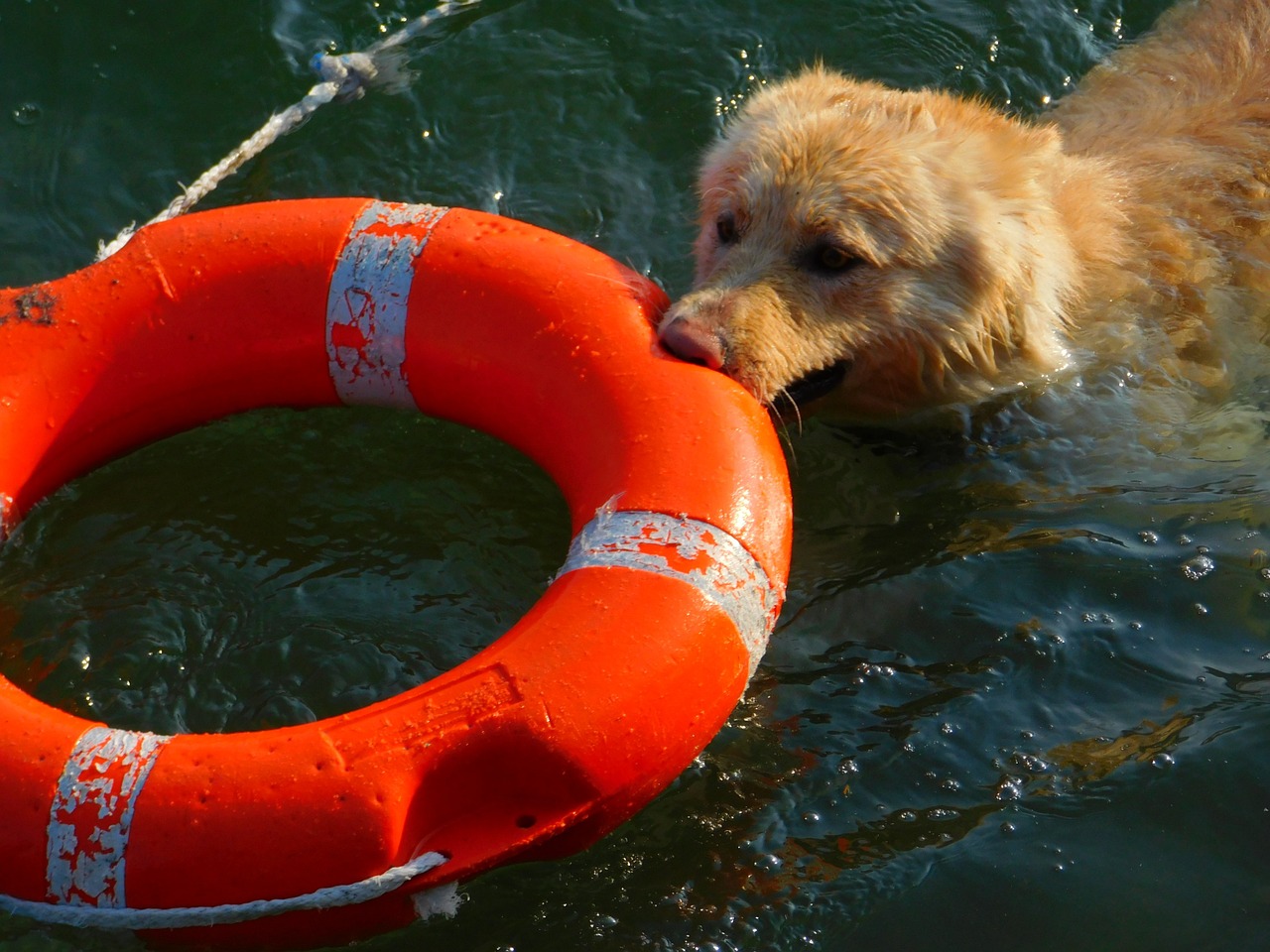 Vieste: cani bagnino salvano la vita a due ragazzi in mare