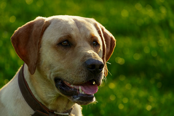 cane che osserva