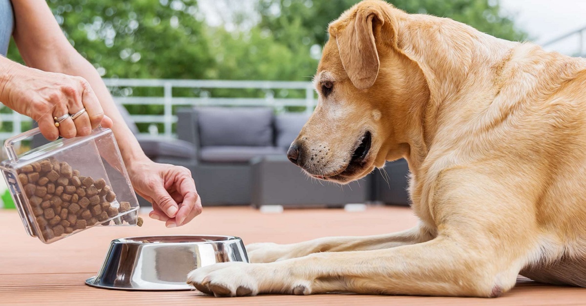 cani e carne di struzzo 5 4 طرق بسيطة لعلاج انتفاخ البطن عند الكلاب 1 4 طرق بسيطة لعلاج انتفاخ البطن عند الكلاب