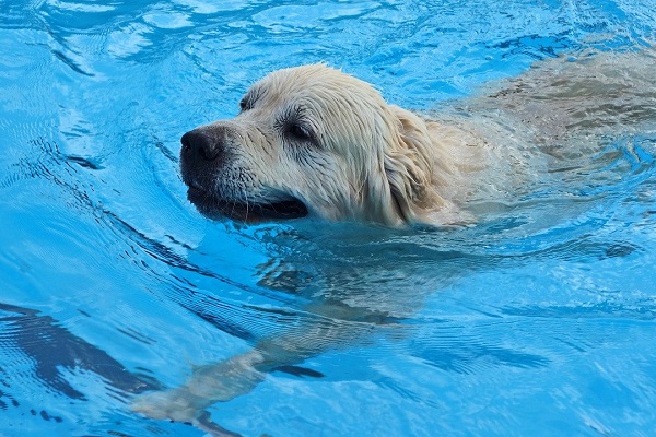 cane labrador che nuota