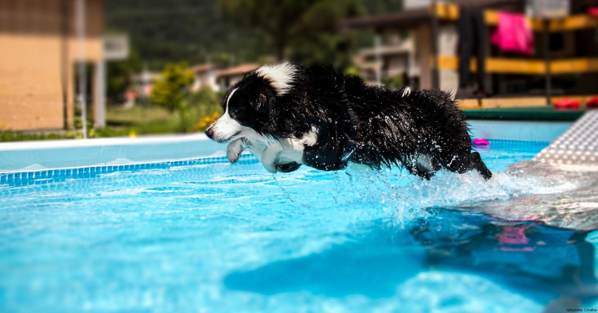 Cani e cloro: Fido è al sicuro in piscina?