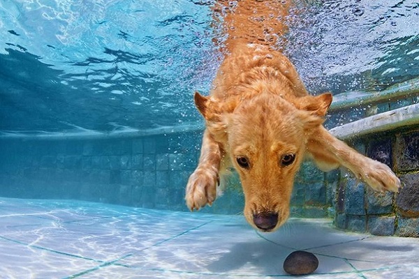 cane sott'acqua