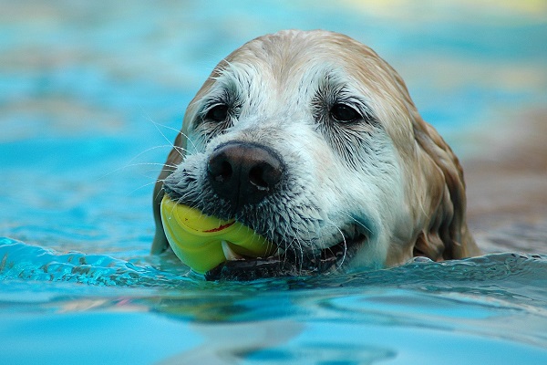 cane con pallina