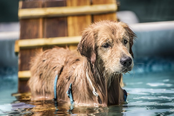 cane in acqua