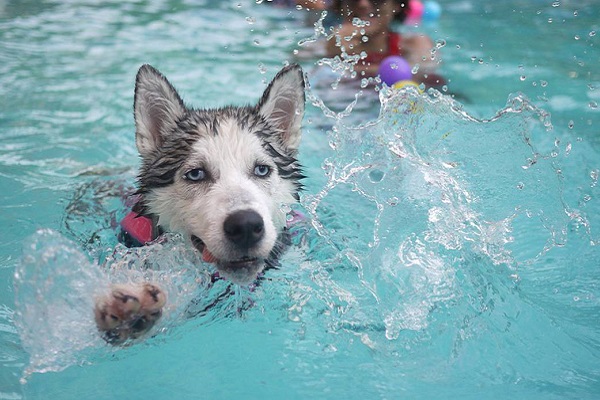 cane che nuota